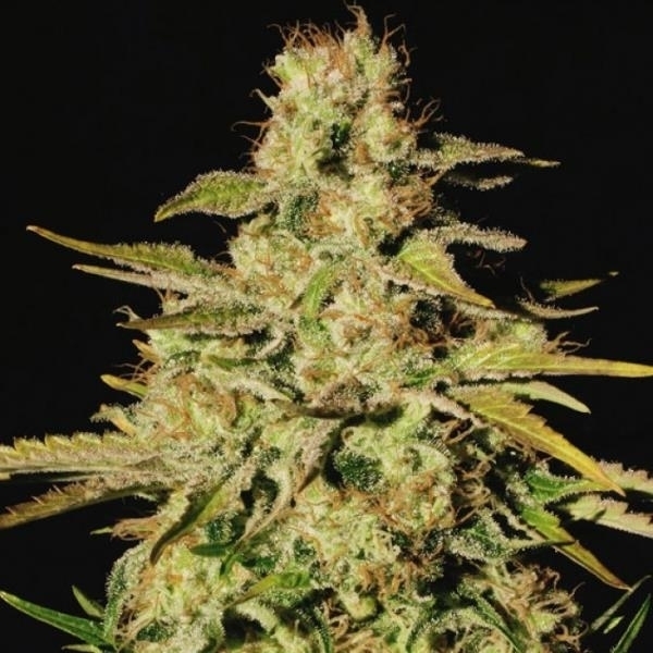 Jacky White (Paradise Seeds) feminizovaná