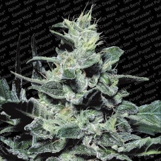 Nebula (Paradise Seeds) feminizovan&aacute;