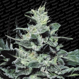 Nebula (Paradise Seeds) feminizovan&aacute;