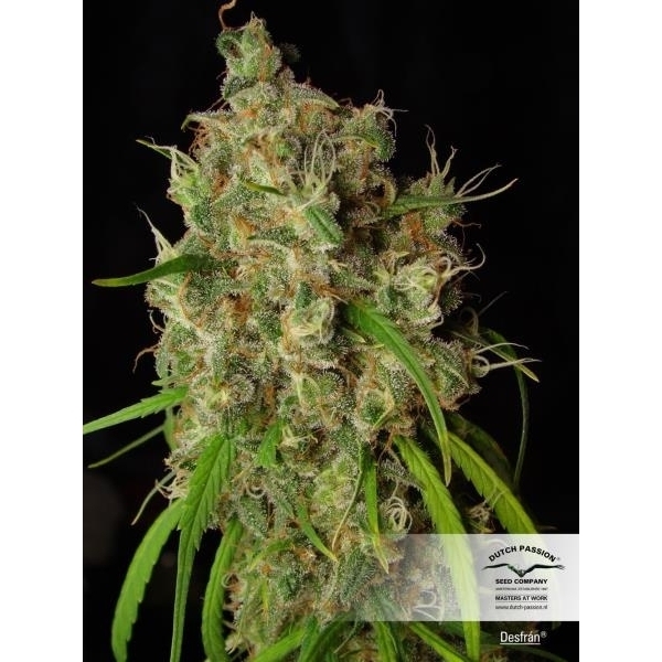 Desfrán (Dutch Passion) feminizovaná