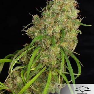 Desfrán (Dutch Passion) feminizovaná