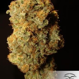 Desfrán (Dutch Passion) feminizovaná