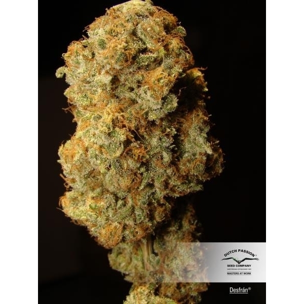 Desfrán (Dutch Passion) feminizovaná