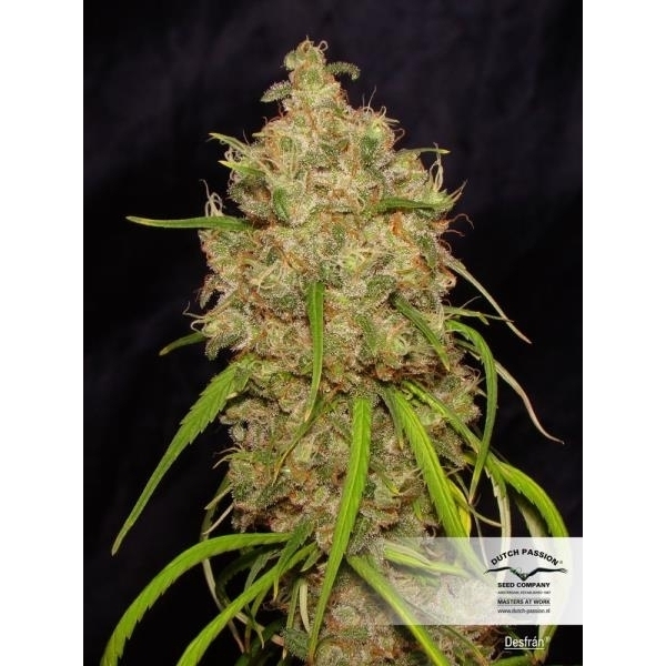 Desfrán (Dutch Passion) feminizovaná
