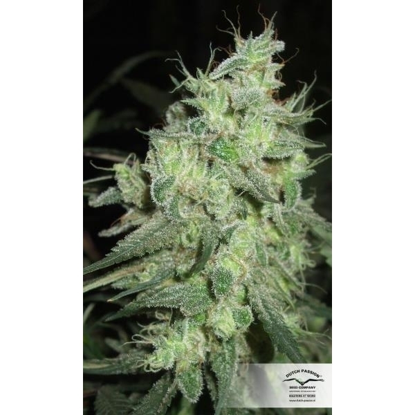 Desfrán (Dutch Passion) feminizovaná