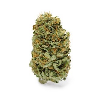 Amnesia Haze (Zamnesia Seeds) feminizovaná