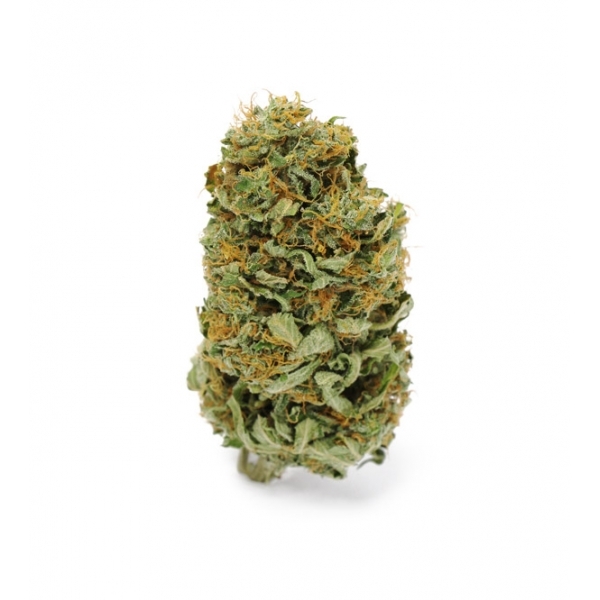 Amnesia Haze (Zamnesia Seeds) feminizovaná