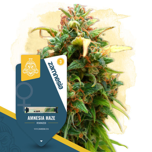 Amnesia Haze (Zamnesia Seeds) feminizovaná