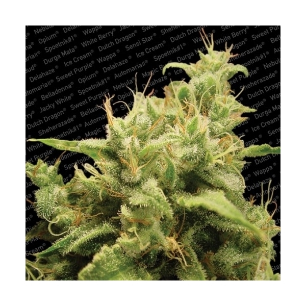 Opium (Paradise Seeds) feminizovaná