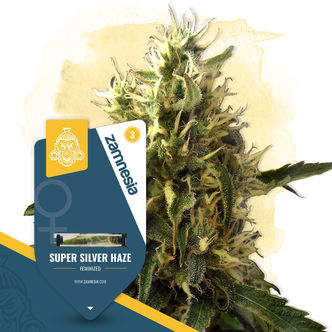 Super Silver Haze (Zamnesia Seeds) feminizovan&aacute;