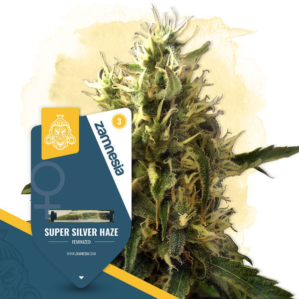 Super Silver Haze (Zamnesia Seeds) feminizovaná