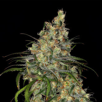 Blue Dream (Zamnesia Seeds) feminizovaná
