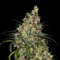 Blue Dream (Zamnesia Seeds) feminizovaná