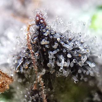 Blue Dream (Zamnesia Seeds) feminizovaná