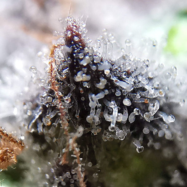 Blue Dream (Zamnesia Seeds) feminizovaná