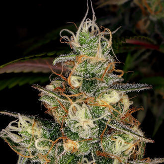 Blue Dream (Zamnesia Seeds) feminizovaná
