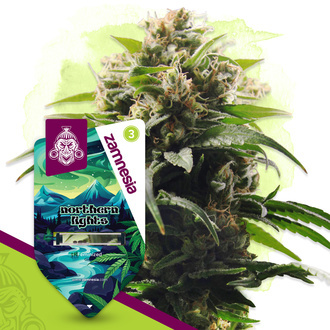 Northern Lights (Zamnesia Seeds) feminizovan&aacute;
