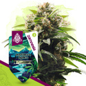 Northern Lights (Zamnesia Seeds) feminizovaná