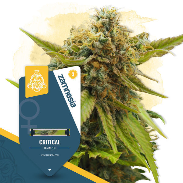 Critical (Zamnesia Seeds) feminizovaná