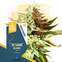 OG Kush (Zamnesia Seeds) feminizovaná