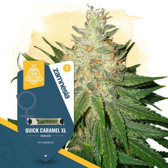 Quick Caramel XL (Zamnesia Seeds) feminizovan&aacute;