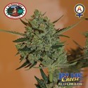 Blue Cheese Samonakvétací (Big Buddha Seeds) feminizovaná