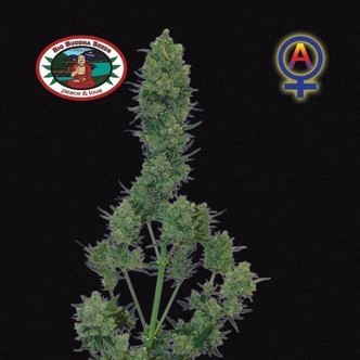 Blue Cheese Samonakv&eacute;tac&iacute; (Big Buddha Seeds) feminizovan&aacute;
