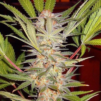 S.A.D. - F1 Fast Version (Sweet Seeds) feminizovan&aacute;