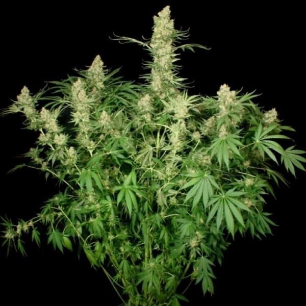 Wappa (Paradise Seeds) feminizovaná