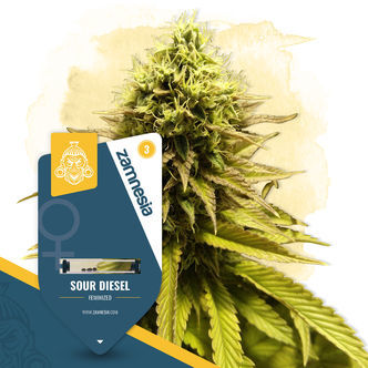 Sour Diesel (Zamnesia Seeds) feminizovan&aacute;