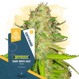 Giant White Haze (Zamnesia Seeds) feminizovan&aacute;