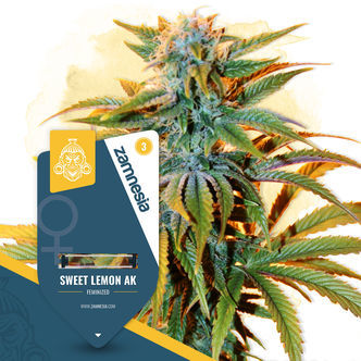 Sweet Lemon AK (Zamnesia Seeds) feminizovan&aacute;