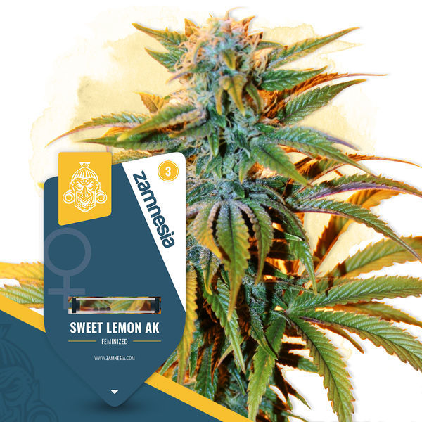 Sweet Lemon AK (Zamnesia Seeds) feminizovaná