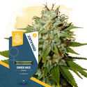 Choco Haze (Zamnesia Seeds) feminizovaná