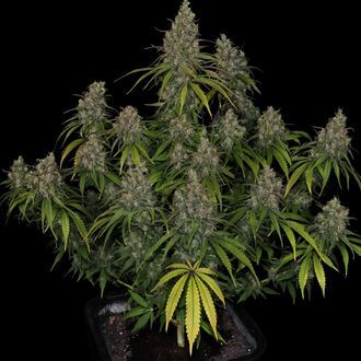 Choco Haze (Zamnesia Seeds) feminizovaná