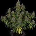 Choco Haze (Zamnesia Seeds) feminizovaná