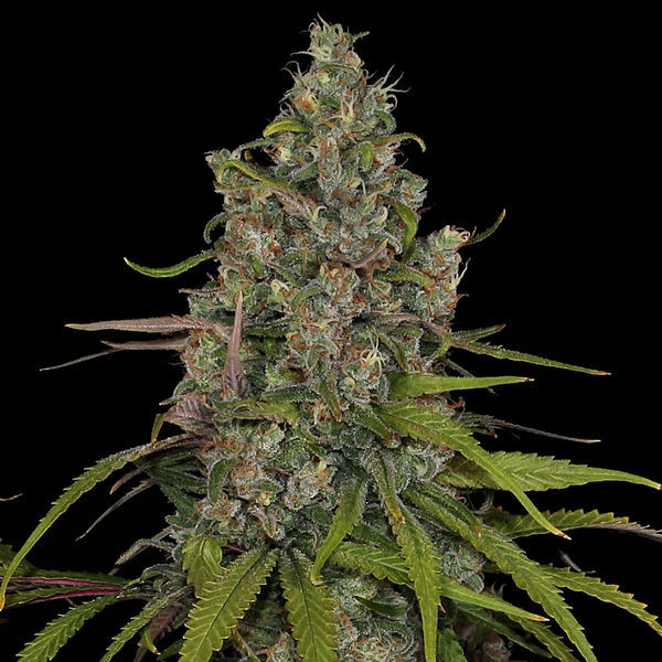 Choco Haze (Zamnesia Seeds) feminizovaná