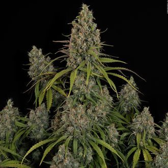 Choco Haze (Zamnesia Seeds) feminizovaná
