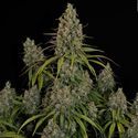 Choco Haze (Zamnesia Seeds) feminizovaná
