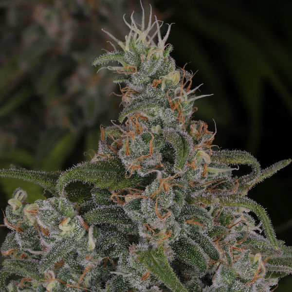 Choco Haze (Zamnesia Seeds) feminizovaná
