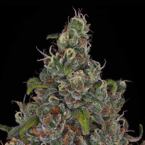 Choco Haze (Zamnesia Seeds) feminizovaná