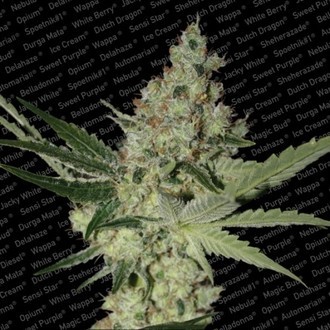 Acid (Paradise Seeds) feminizovan&aacute;