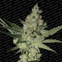 Acid (Paradise Seeds) feminizovaná