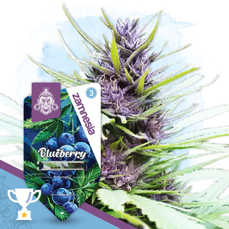 Blueberry Samonakv&eacute;tac&iacute; (Zamnesia Seeds) feminizovan&aacute;