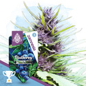 Blueberry Samonakvétací (Zamnesia Seeds) feminizovaná
