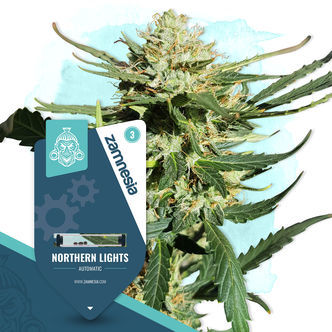 Northern Lights Samonakv&eacute;tac&iacute; (Zamnesia Seeds) feminizovan&aacute;