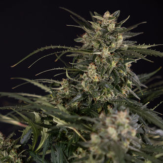 Northern Lights Samonakvétací (Zamnesia Seeds) feminizovaná