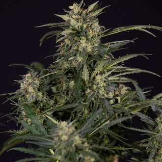 Northern Lights Samonakvétací (Zamnesia Seeds) feminizovaná