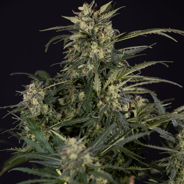 Northern Lights Samonakvétací (Zamnesia Seeds) feminizovaná