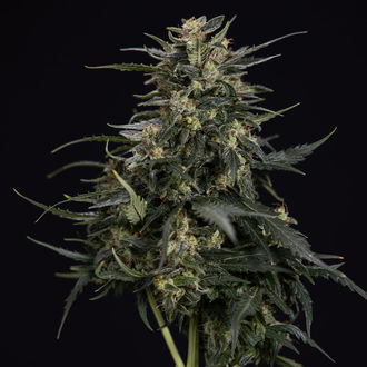 Northern Lights Samonakvétací (Zamnesia Seeds) feminizovaná